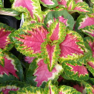 Coleus Seeds – Semi Jazz Pink