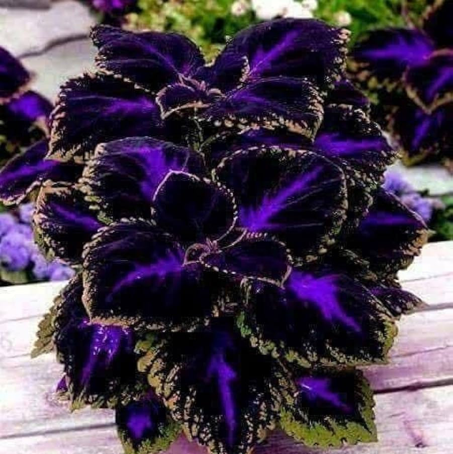 Coleus Seeds – Violet