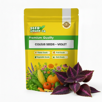 Coleus Seeds – Violet