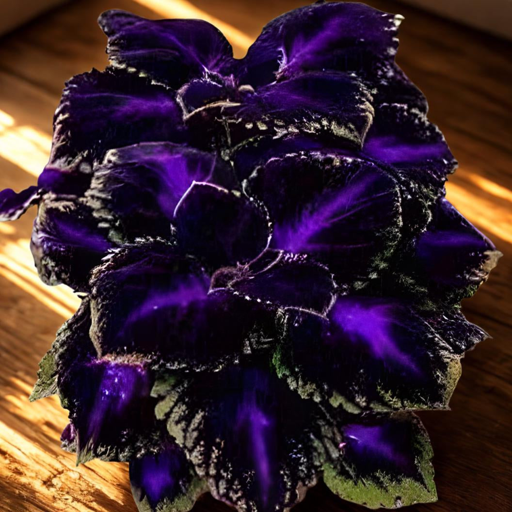 Coleus Seeds – Violet