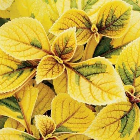 Coleus Seeds – Yellow