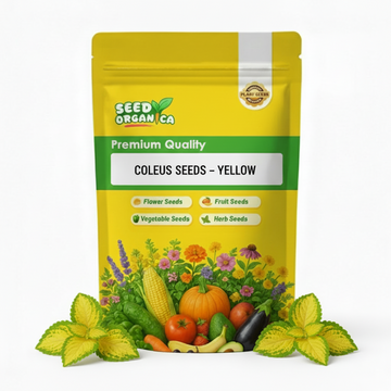 Coleus Seeds – Yellow