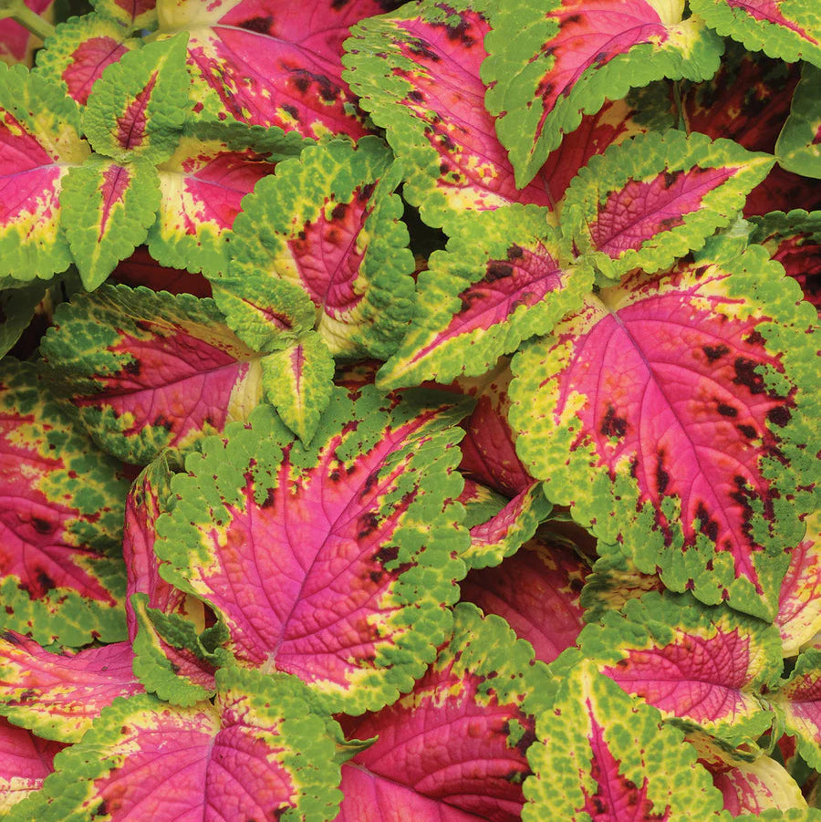 Coleus Seeds – Semi Jazz Pink