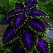 Coleus Seeds – Violet