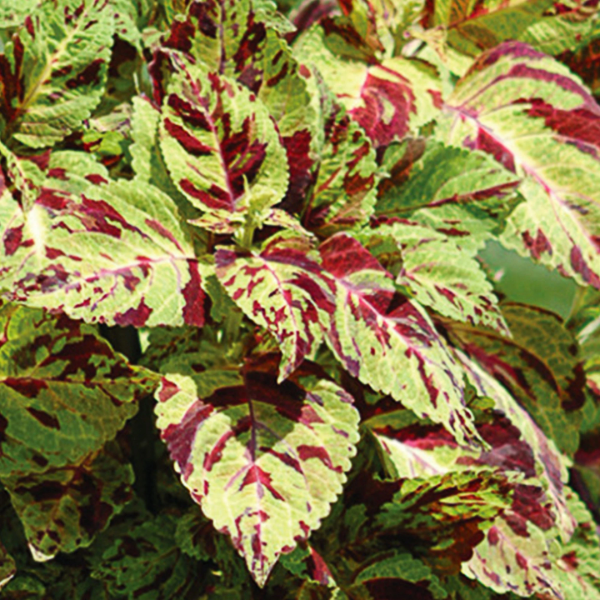 Coleus Seeds – Wizard Mosaic
