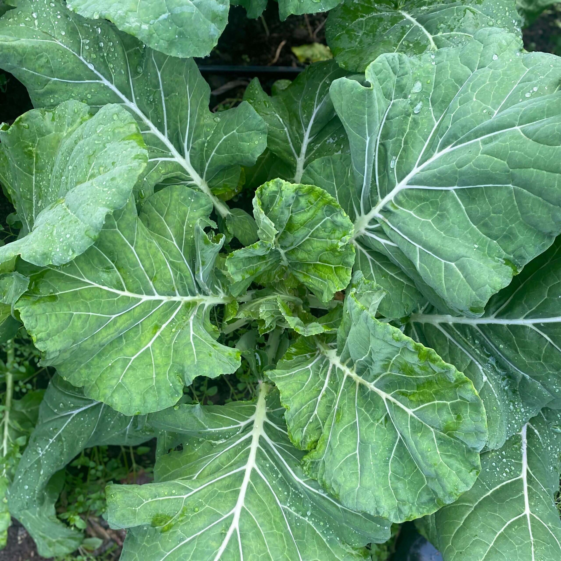 Collard Greens Seeds – Hearty