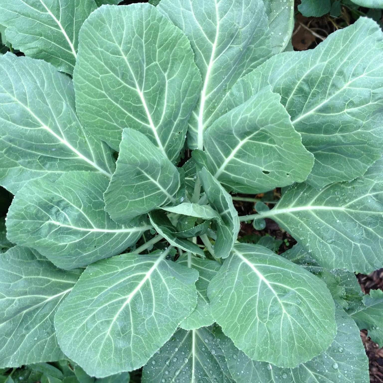 Collard Greens Seeds – Champion