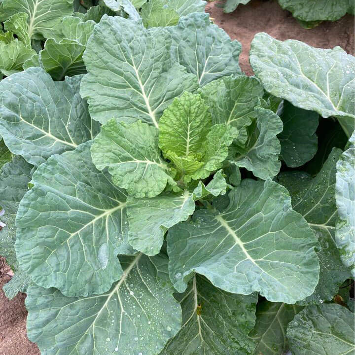 Collard Greens Seeds – Green Georgia