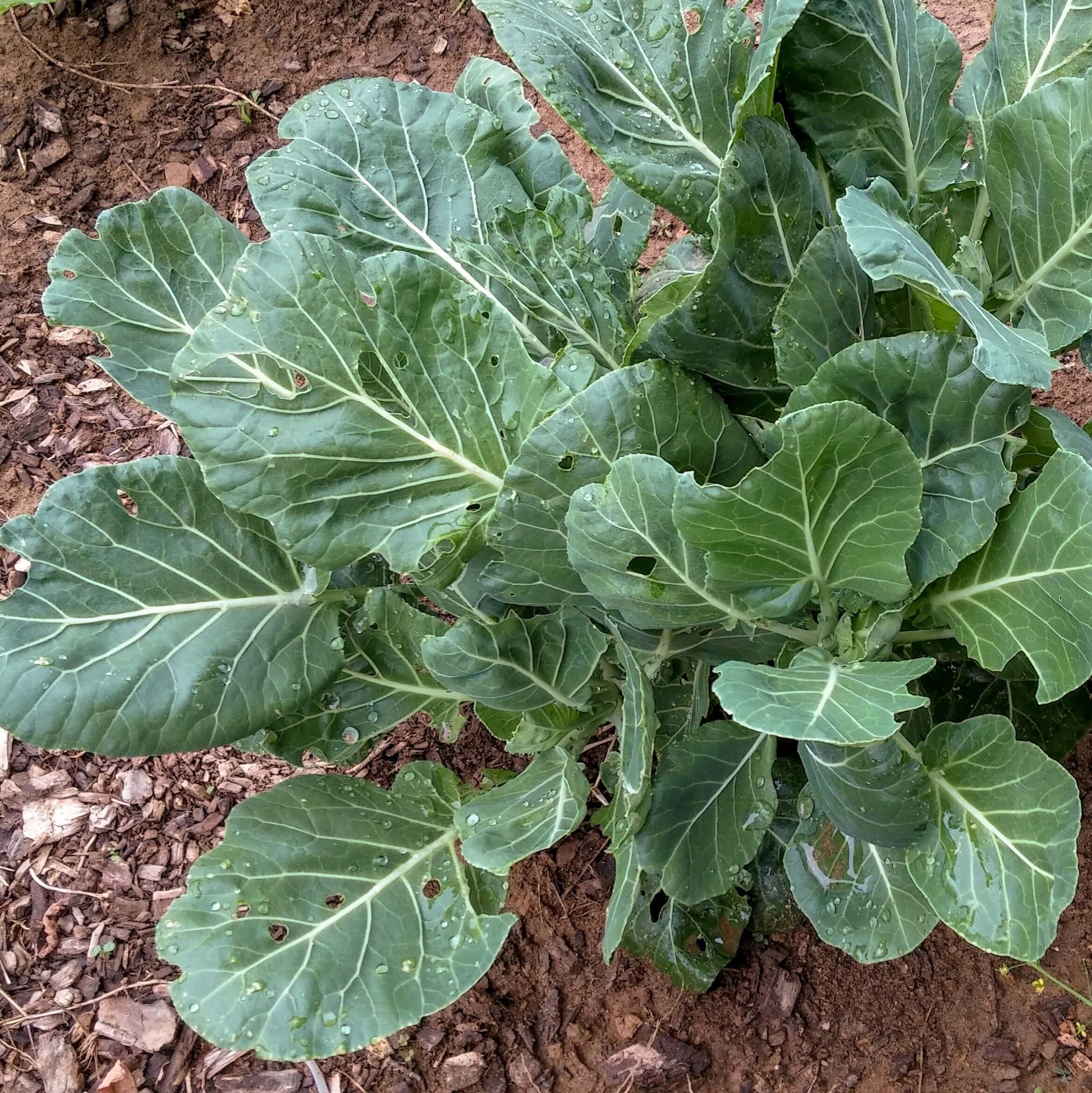 Collard Greens Seeds – Champion