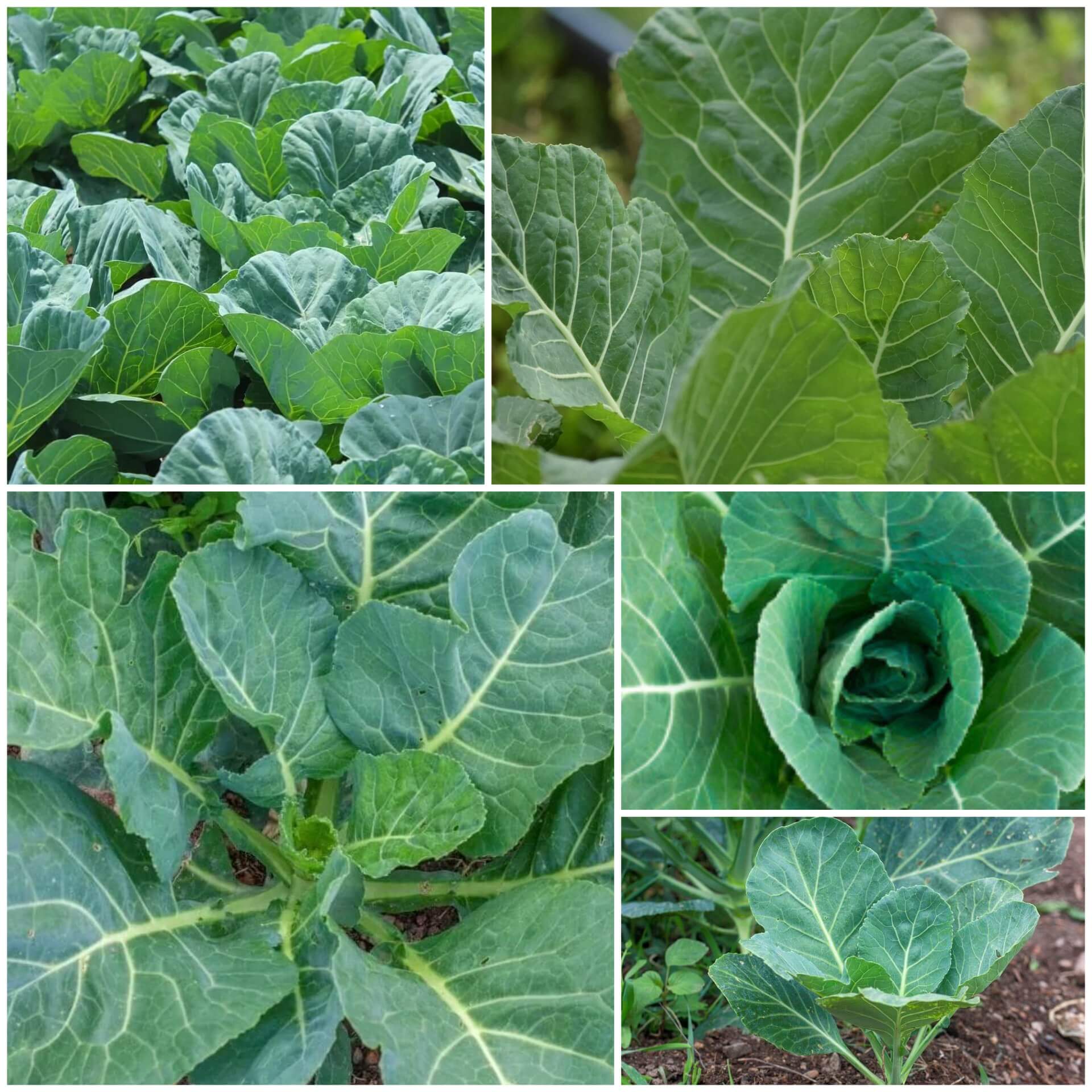 Collard Greens Seeds - All In One For Home Gardens