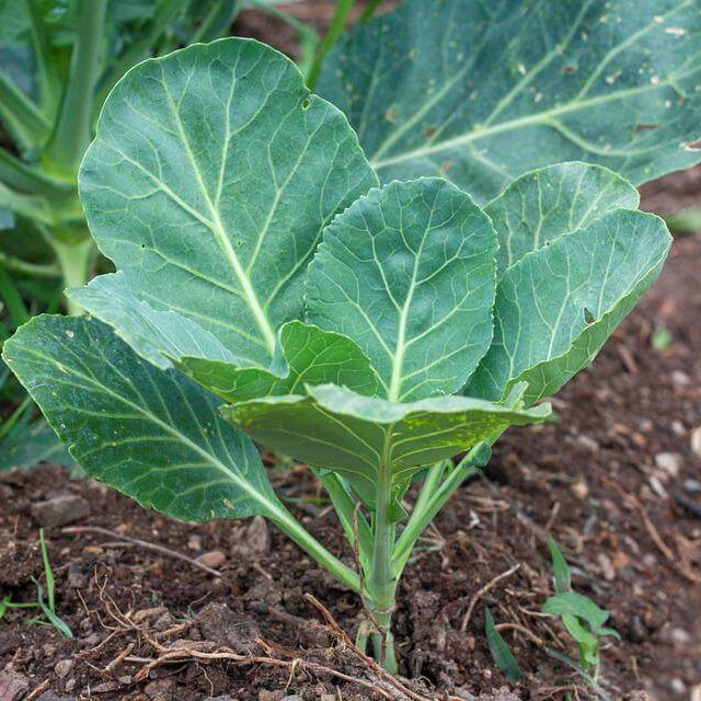 Collard Greens Seeds - All In One For Home Gardens