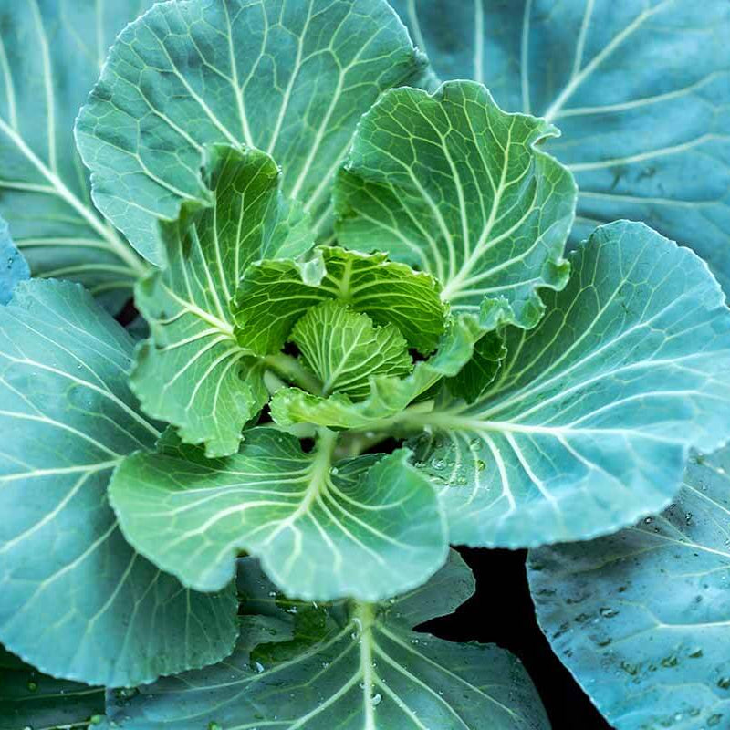 Collard Greens Seeds - All In One For Home Gardens