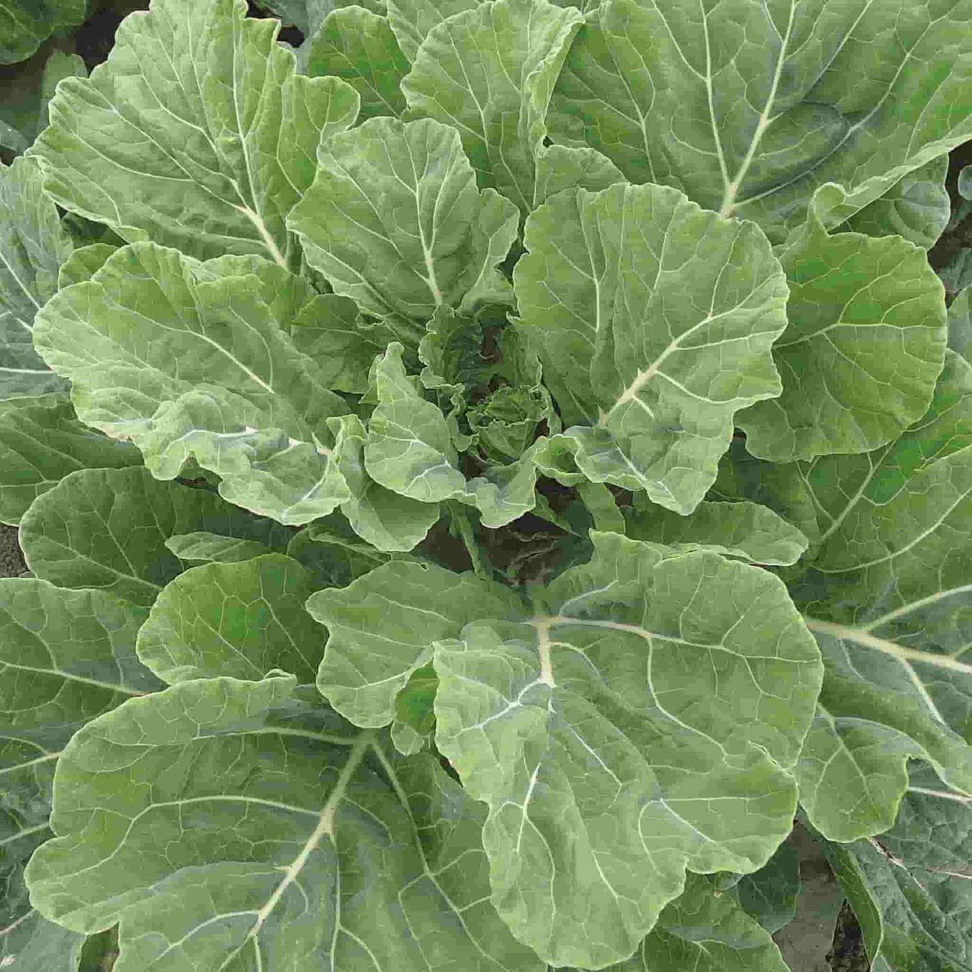 Collard Greens Seeds - All In One For Home Gardens