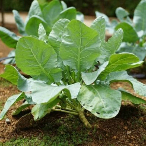 Collard Greens Seeds - All In One For Home Gardens