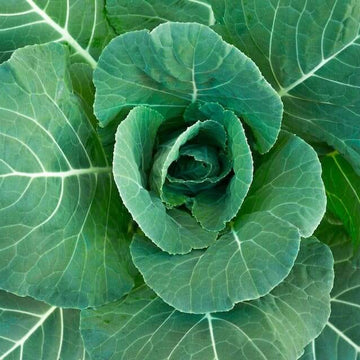 Collard Greens Seeds – Champion