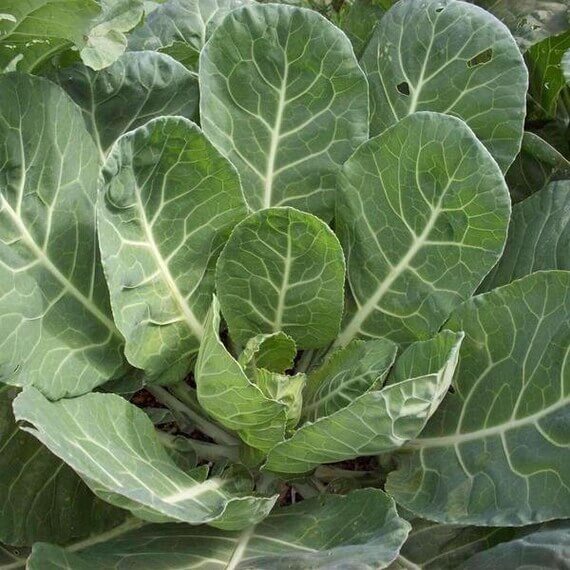 Collard Greens Seeds – Green