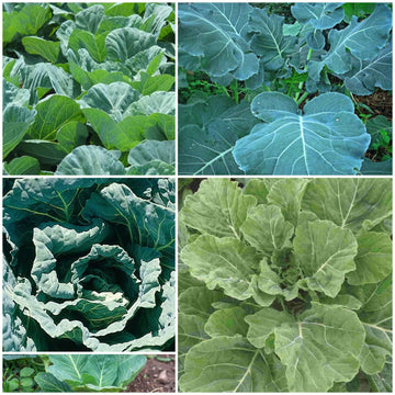 Collard Seeds - All In One For Home Gardens