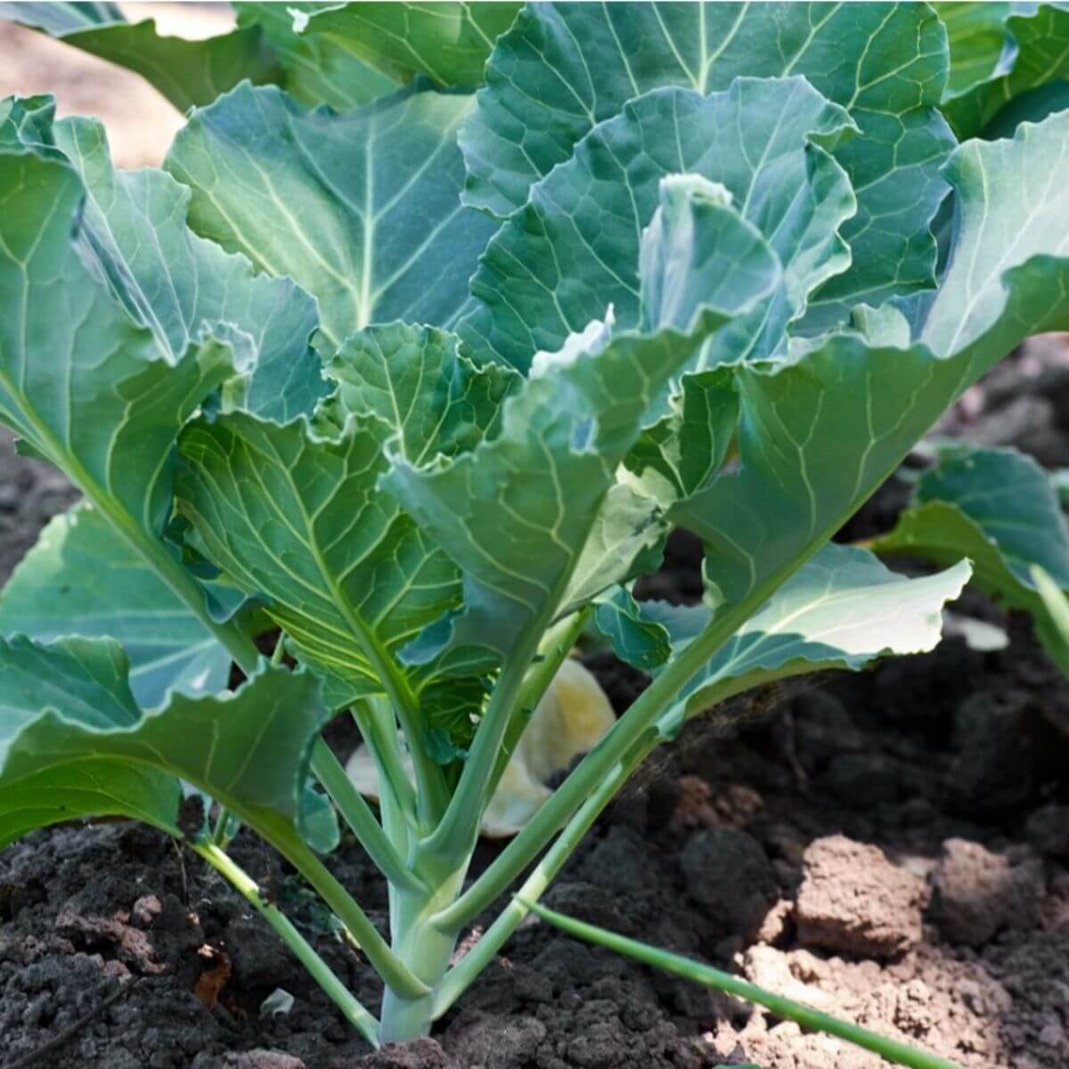 Collard Seeds - All In One For Home Gardens