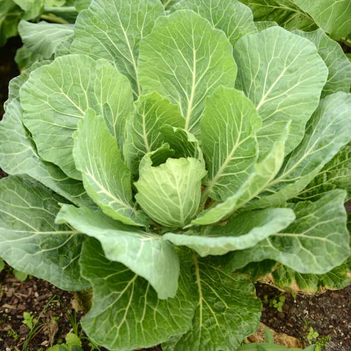Collard Seeds - All In One For Home Gardens
