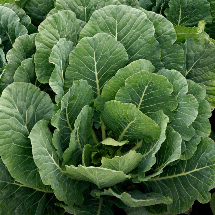 Collard Seeds - All In One For Home Gardens