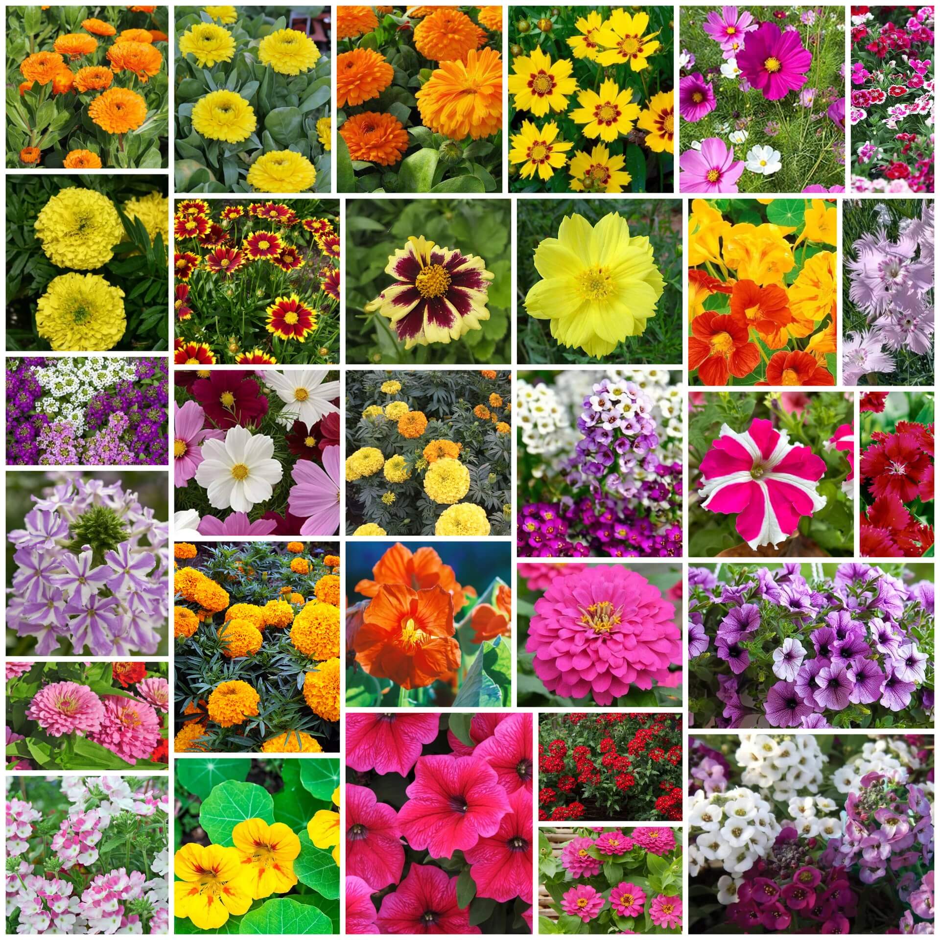 Color Splash Garden Seeds
