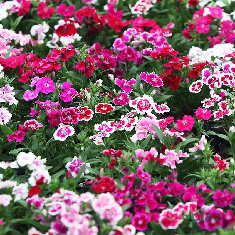 Color Splash Garden Seeds