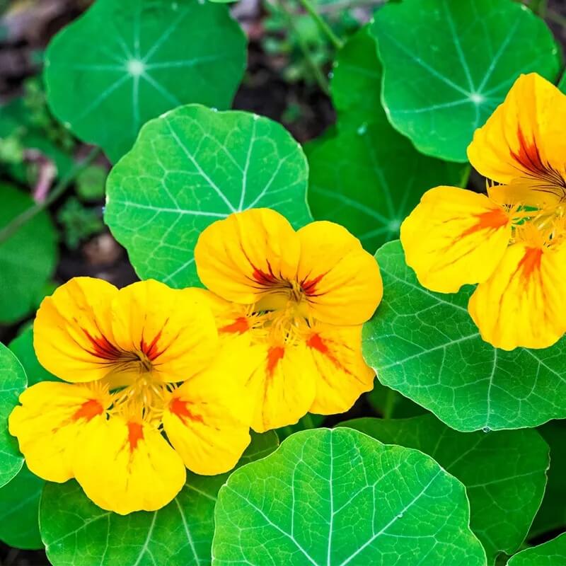 Color Splash Garden Seeds
