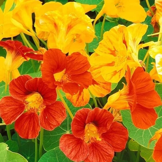 Color Splash Garden Seeds