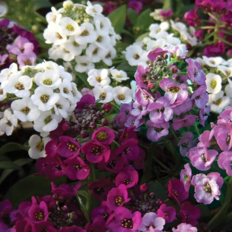 Color Splash Garden Seeds