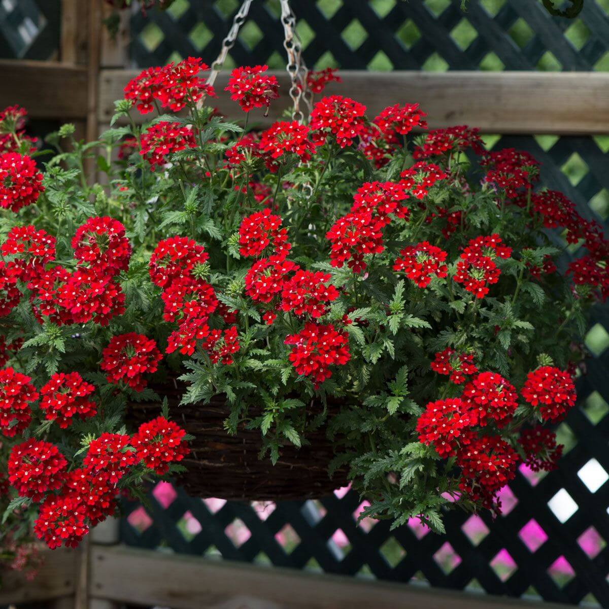 Color Splash Garden Seeds