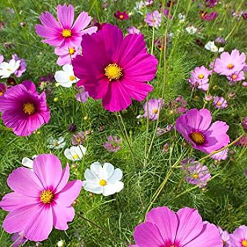 Color Splash Garden Seeds