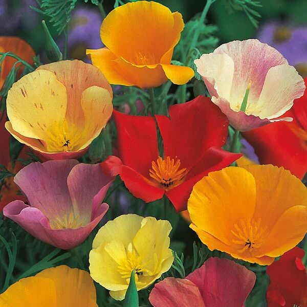 Colorful Flower Garden Kit