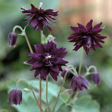 Columbine Seeds - Aquilegia Vulgaris
