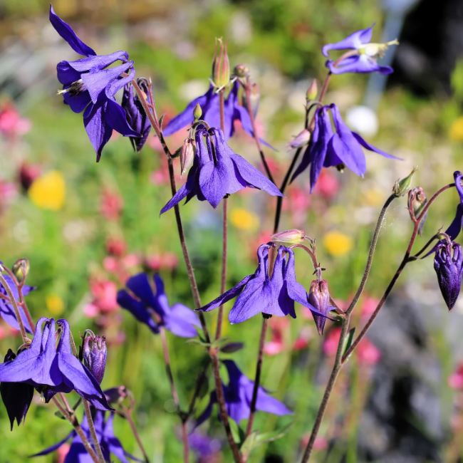 Columbine Seeds - Aquilegia Vulgaris
