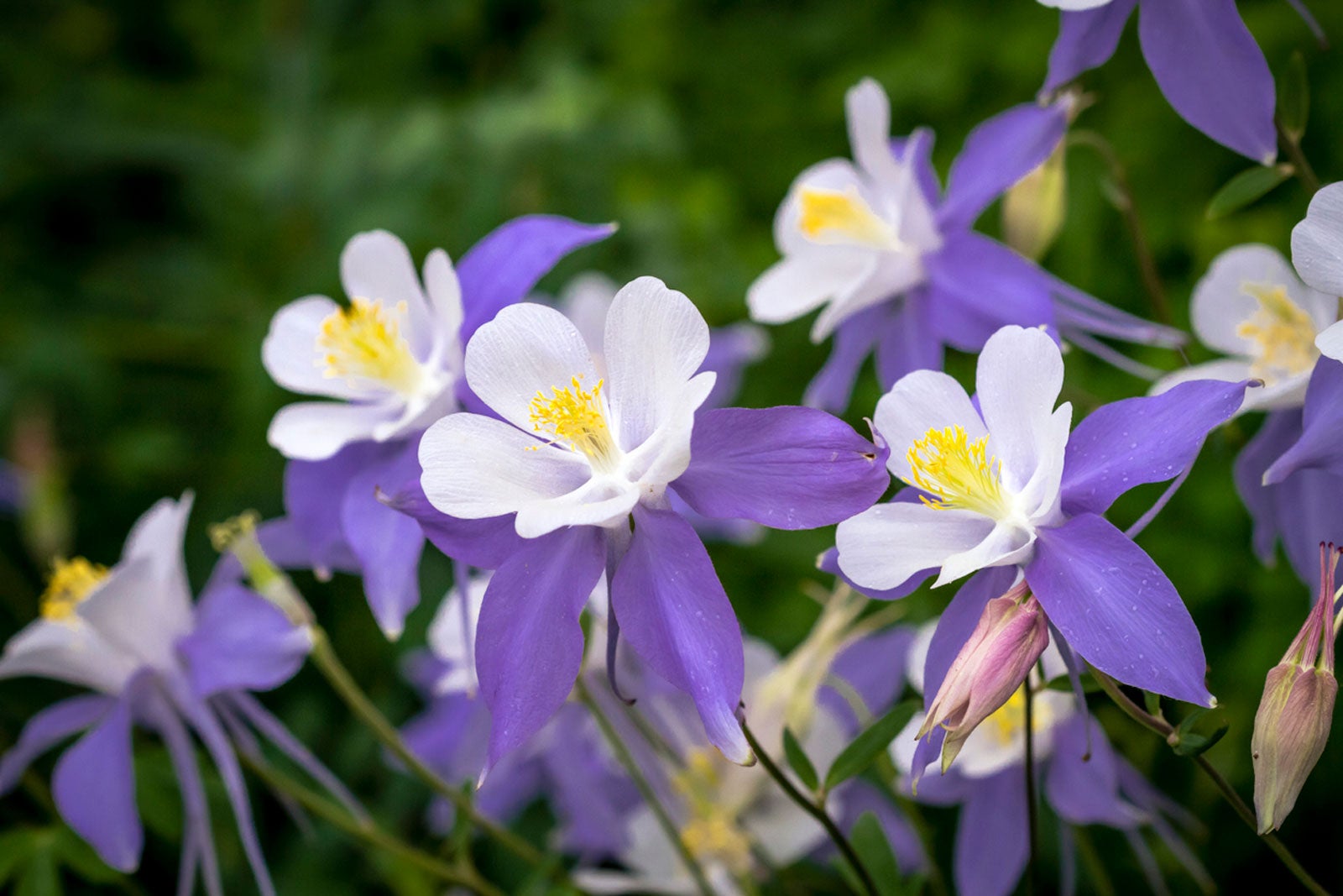 Columbine Aquilegia Seeds
