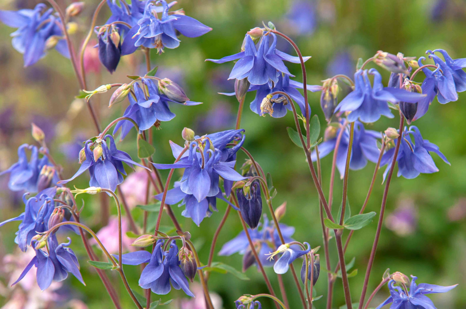Columbine Aquilegia Seeds
