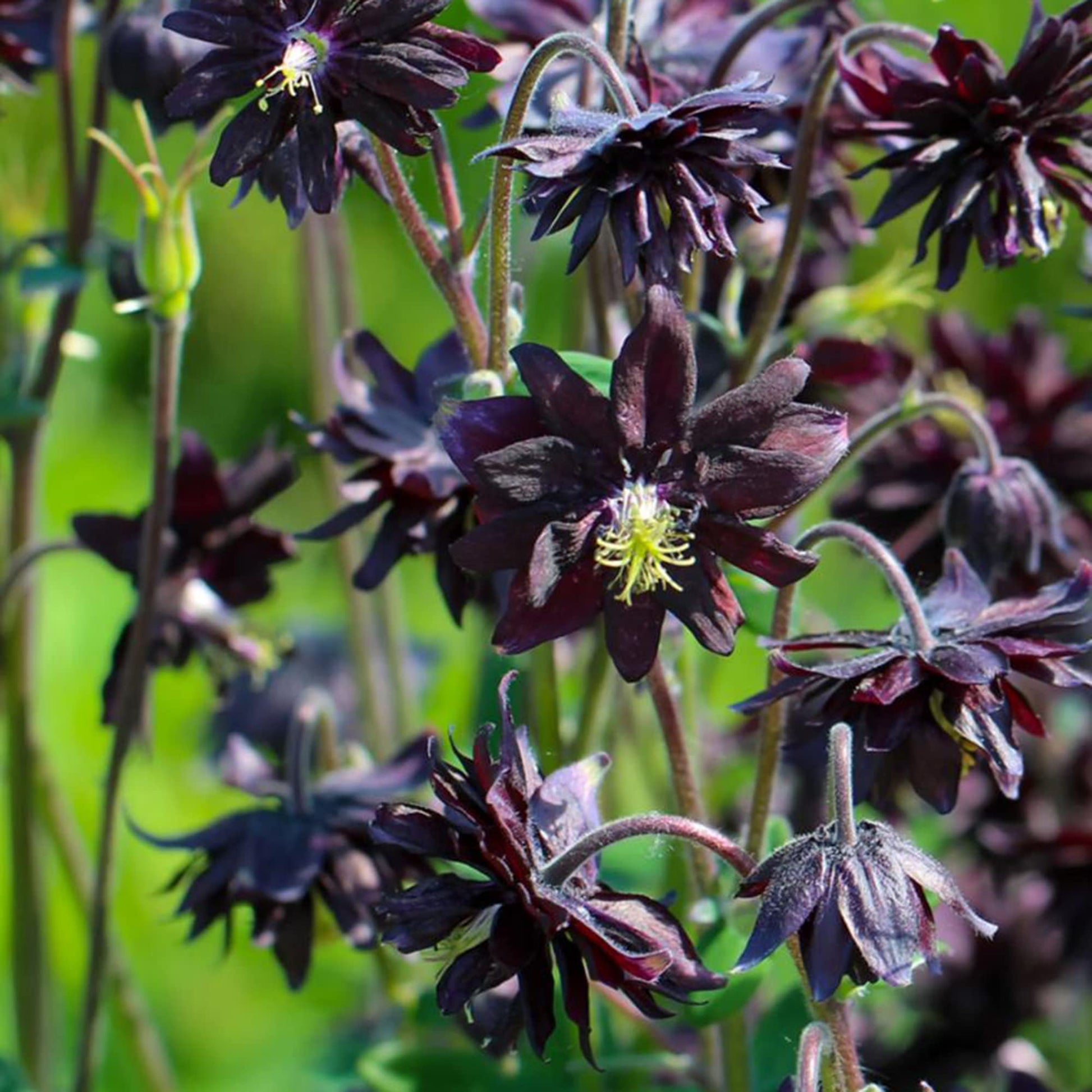 Columbine Seeds – Black Barlow
