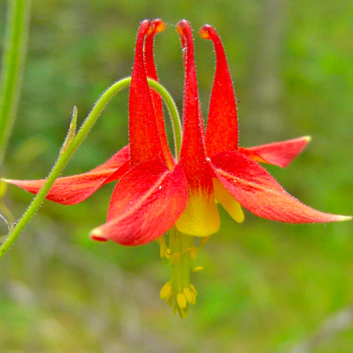 Columbine Seeds – Canadian
