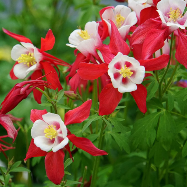 Columbine Seeds – Crimson Star
