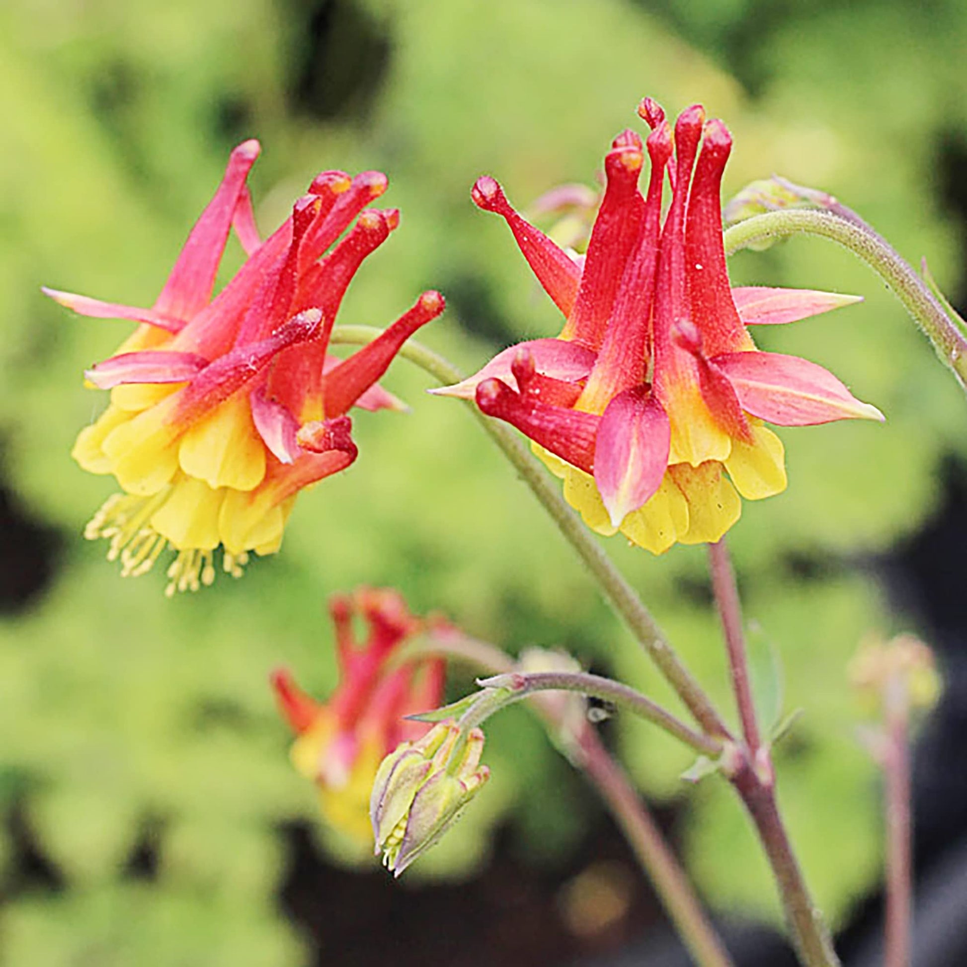 Columbine Seeds – Double Orange Yellow
