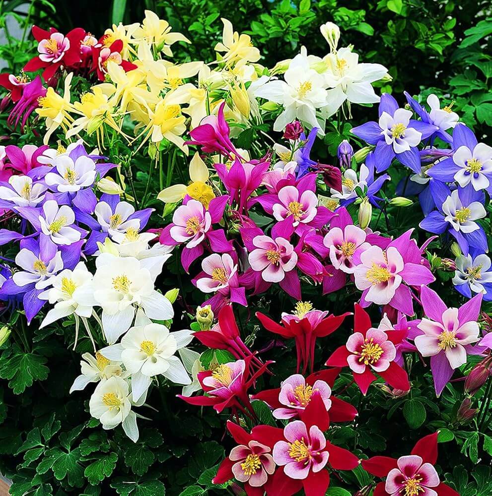 Columbine Seeds – Oriental Wildflower Garden Mix
