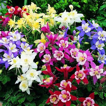 Columbine Seeds – Oriental Wildflower Garden Mix
