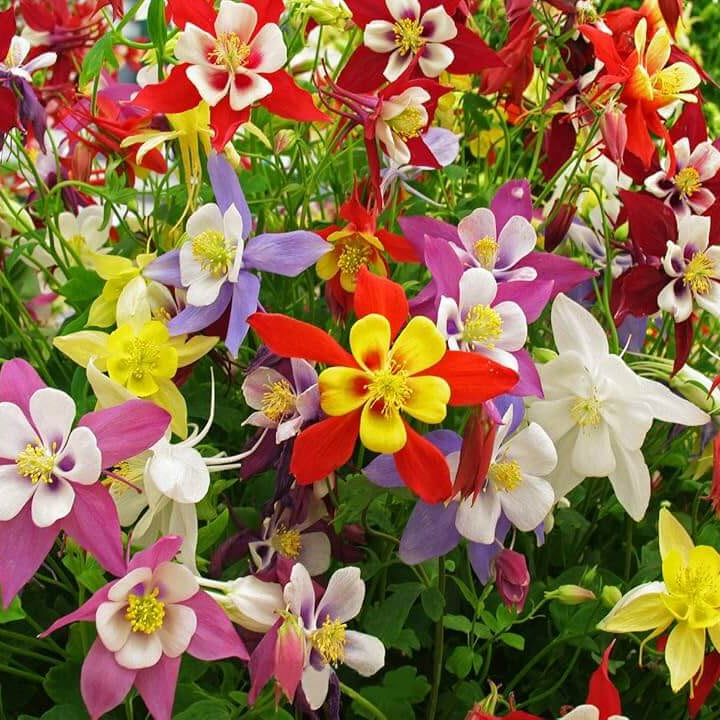 Columbine Seeds – Oriental Wildflower Garden Mix
