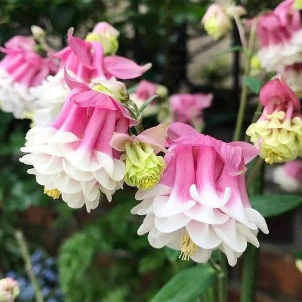 Columbine Seeds – Pink Petticoat
