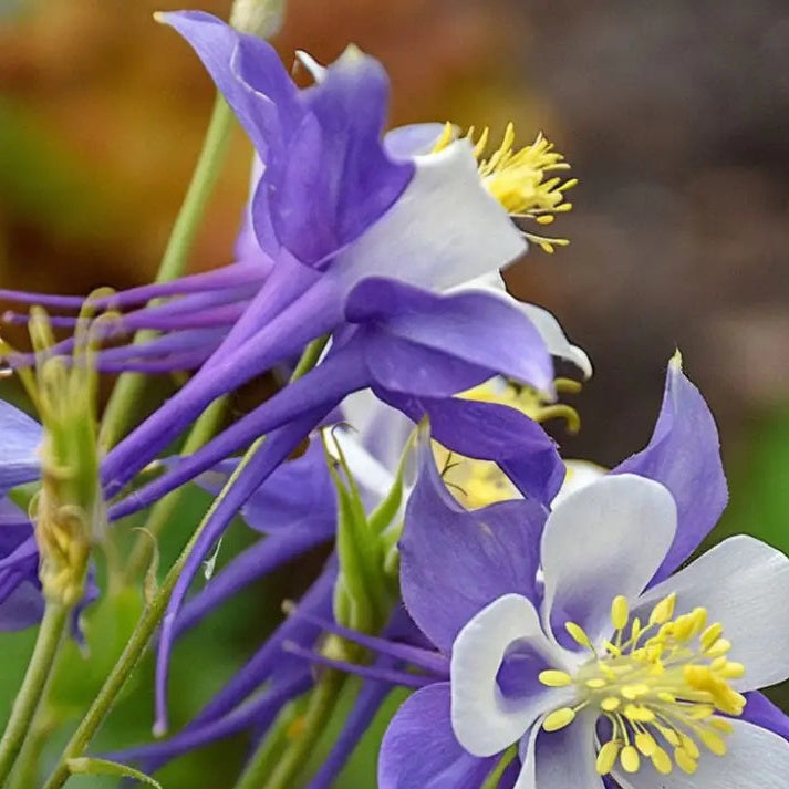 Columbine Seeds – Purple
