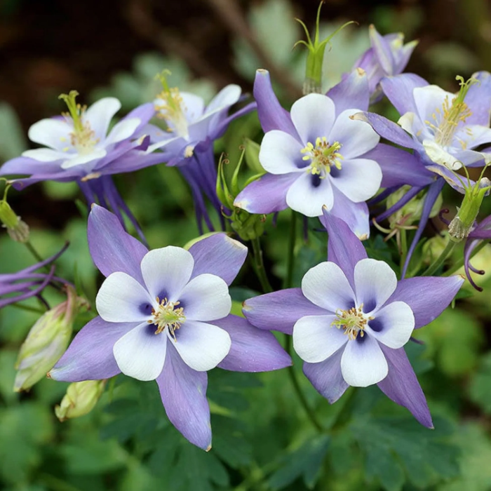 Columbine Seeds – Rocky Mountain
