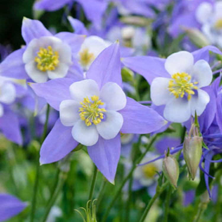 Columbine Seeds – Rocky Mountain
