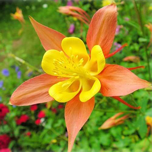 Columbine Seeds - All In One For Home Gardens