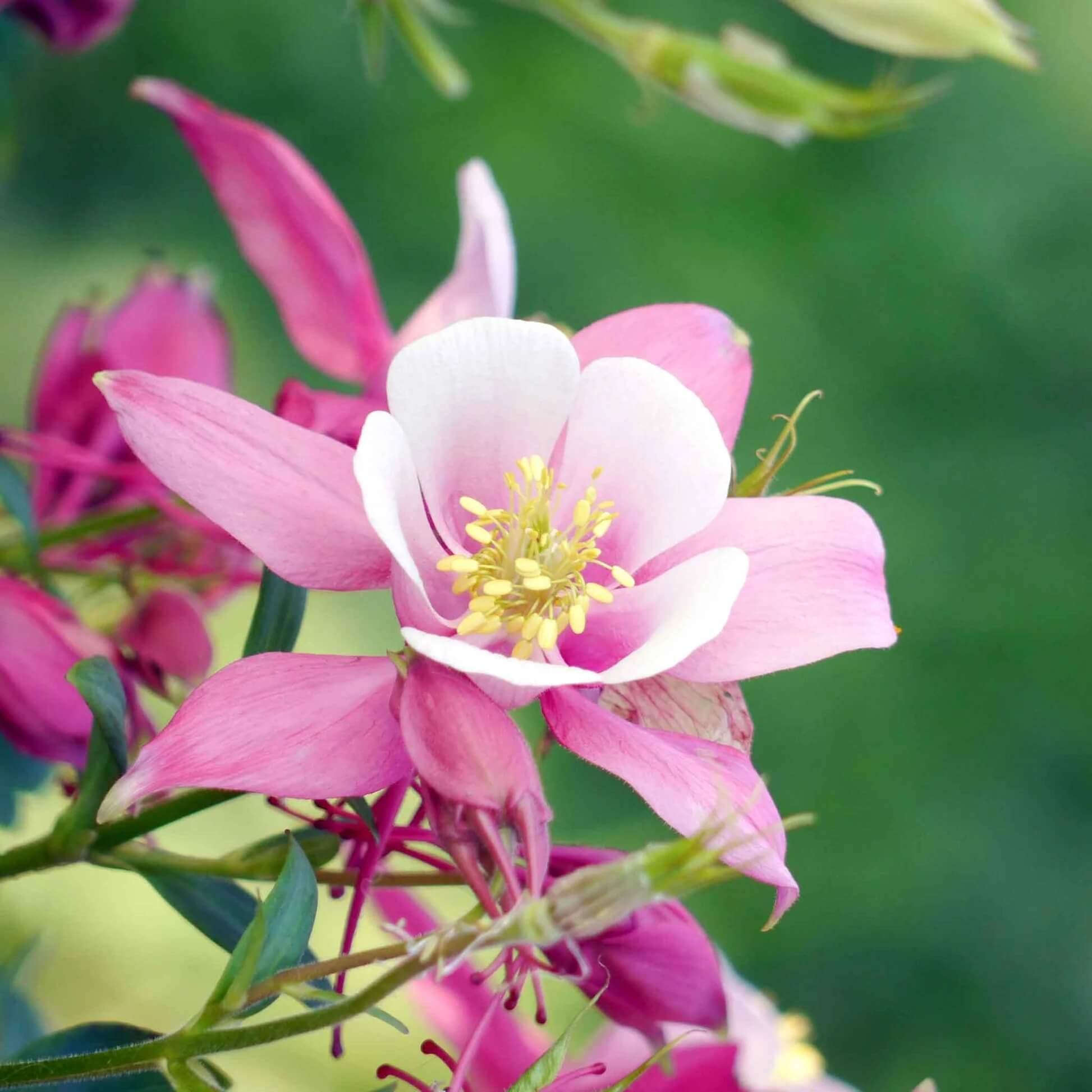 Columbine Seeds - All In One For Home Gardens