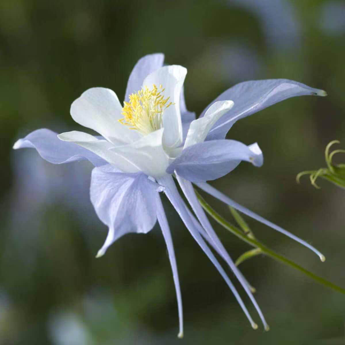 Columbine Seeds - All In One For Home Gardens